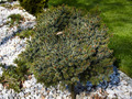 Picea omorika Treblensis IMG_0283 Świerk serbski